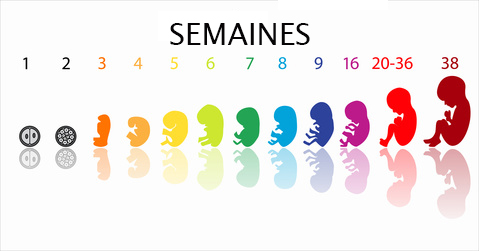 Etapes du foetus